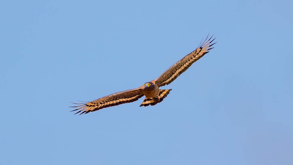 Crested Serpent Eagle